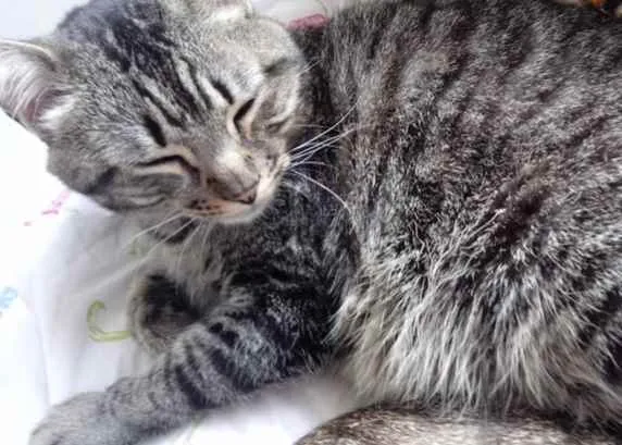 Gato raça Srd idade 1 ano nome Raja 