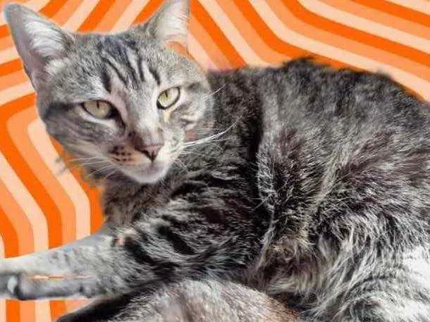 Gato raça Srd idade 1 ano nome Raja 