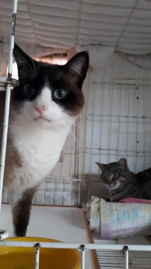 Gato raça Srd idade 1 ano nome Bolacha 