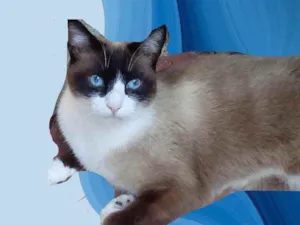 Gato raça Srd idade 1 ano nome Bolacha 