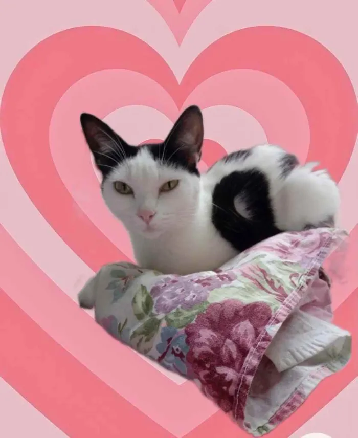 Gato raça Srd idade 1 ano nome Cherry 