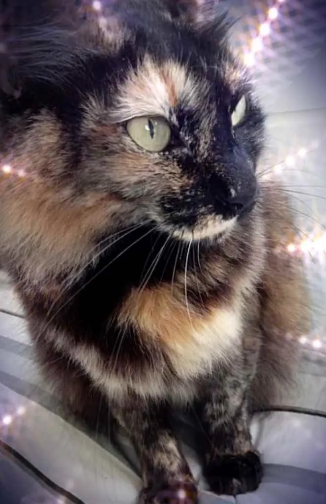 Gato raça Std idade 1 ano nome Menina 