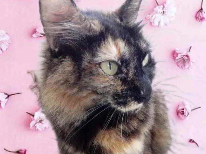 Gato raça Std idade 1 ano nome Menina 