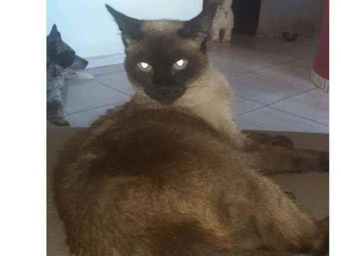 Gato ra a Siamesa idade 6 ou mais anos nome Mary jane