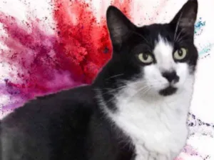 Gato raça Srd frajolinha  idade 2 anos nome Diego 