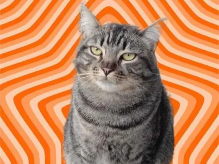 Gato raça Srd idade 1 ano nome Tom gorduchinho 