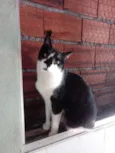 Gato raça Srd frajolinha  idade 1 ano nome Linguiça 