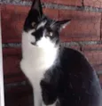 Gato raça Srd frajolinha  idade 1 ano nome Linguiça 