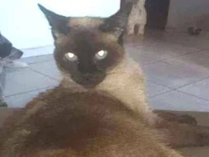 Gato raça Siamesa idade 6 ou mais anos nome Mary jane