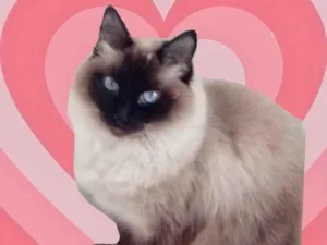 Gato raça Std idade 1 ano nome Gatinha 