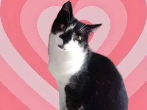 Gato raça Srd frajolinha  idade 1 ano nome Linguiça 