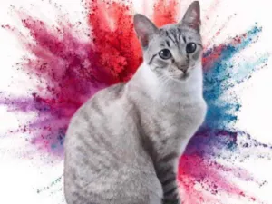 Gato raça Srd idade 7 a 11 meses nome Biscoito bb8meses  