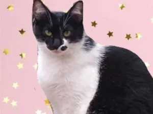 Gato raça Srd frajolinha  idade 1 ano nome Sarah 
