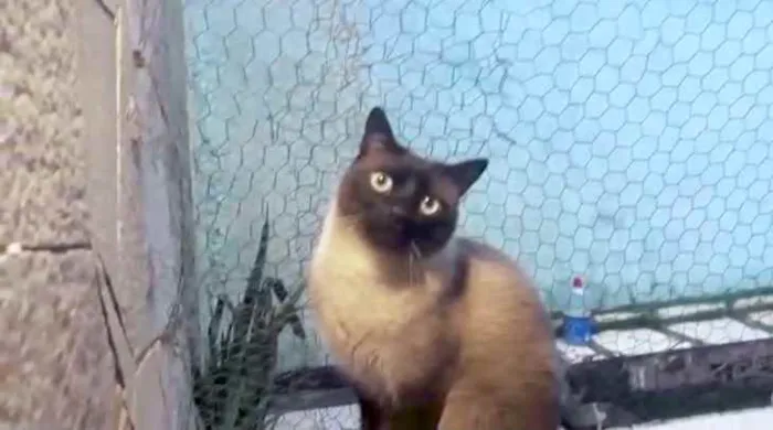 Gato raça Siamês  idade 1 ano nome Nick 