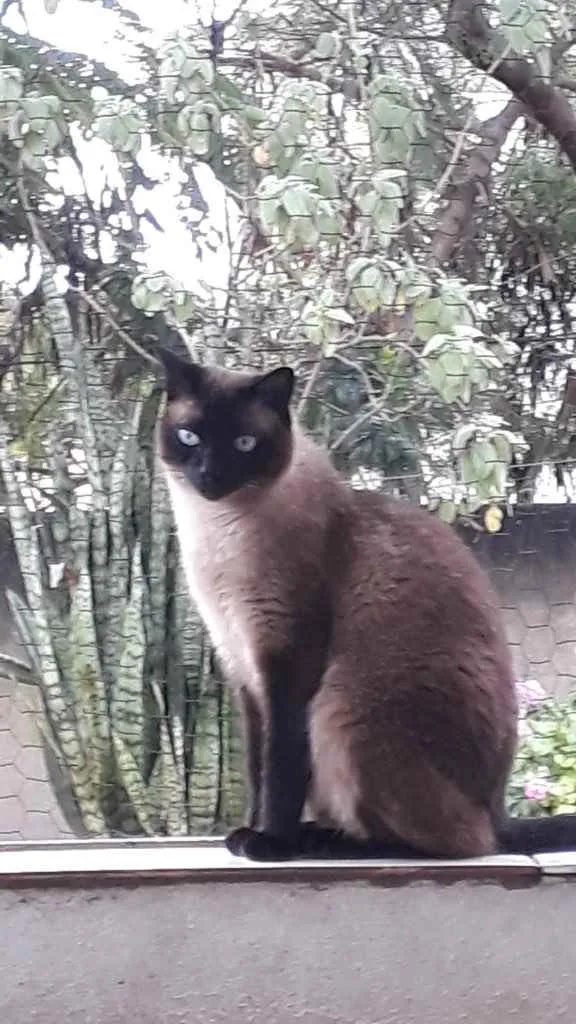Gato raça Siamês  idade 1 ano nome Nick 