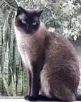 Gato raça Siamês  idade 1 ano nome Nick 