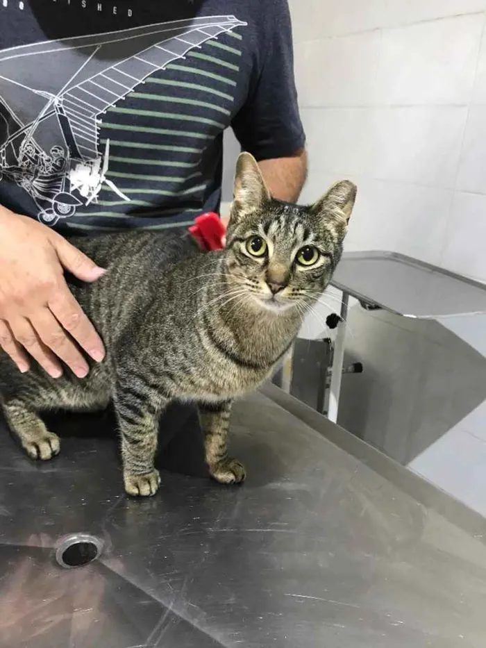 Gato raça Srd idade 1 ano nome Gucci 