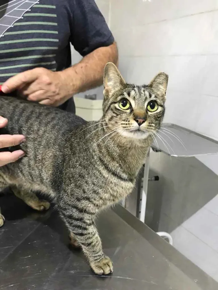 Gato raça Srd idade 1 ano nome Gucci 