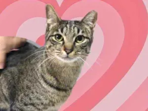 Gato raça Srd idade 1 ano nome Gucci 
