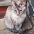 Gato raça Srd  idade 1 ano nome Miss Tippy