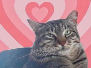 Gato raça Srd idade 1 ano nome Giorgio