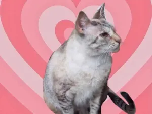 Gato raça Srd  idade 1 ano nome Miss Tippy