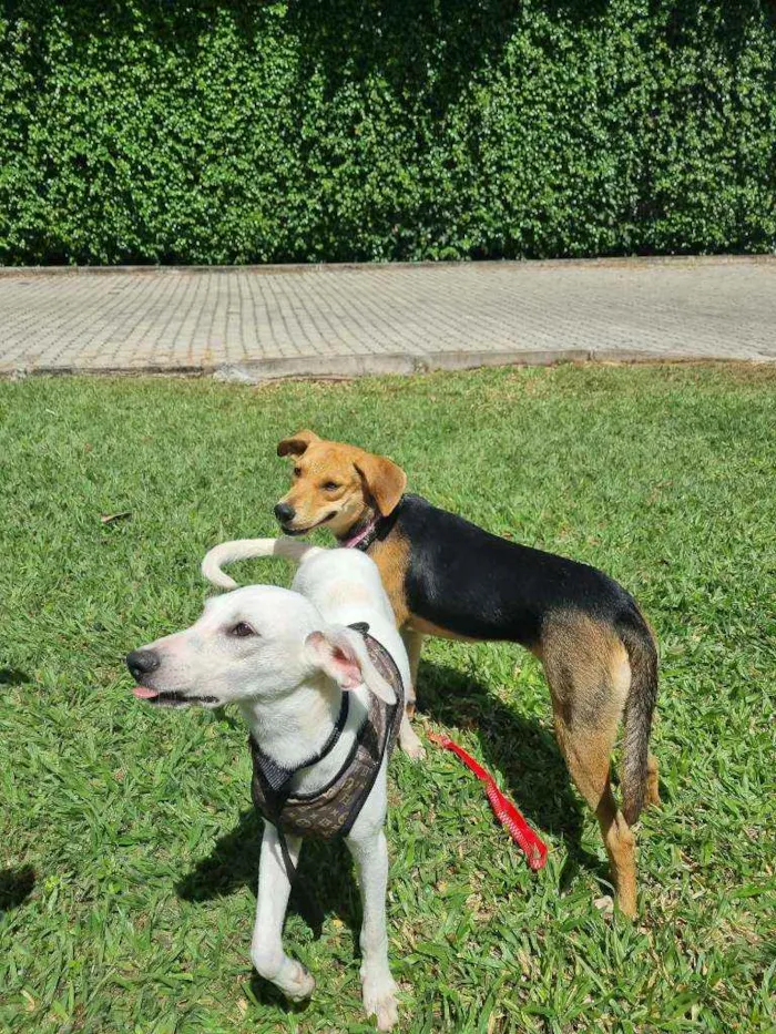 Cachorro ra a SRD idade 1 ano nome Maya e Kristofer