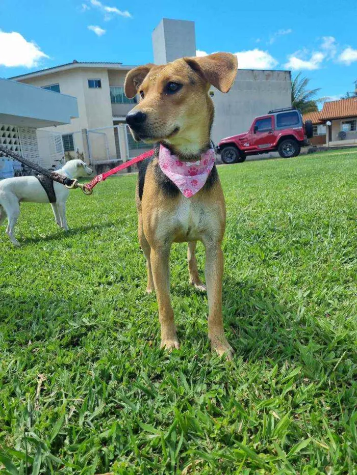 Cachorro ra a SRD idade 1 ano nome Maya e Kristofer