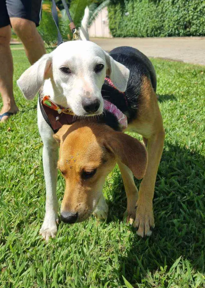 Cachorro ra a SRD idade 1 ano nome Maya e Kristofer