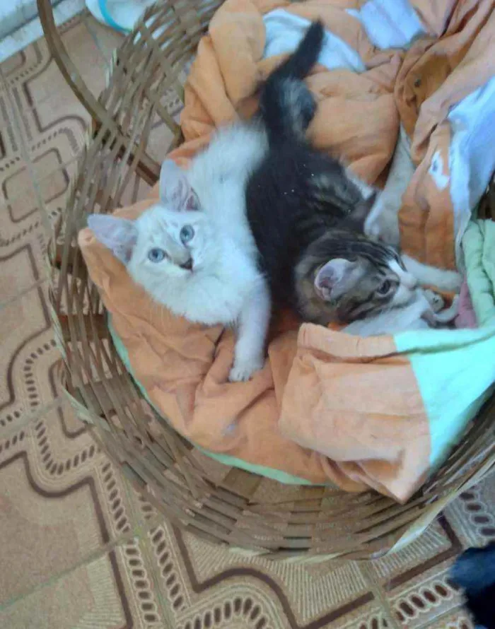 Gato ra a SRD idade 2 a 6 meses nome Pérola e Shane