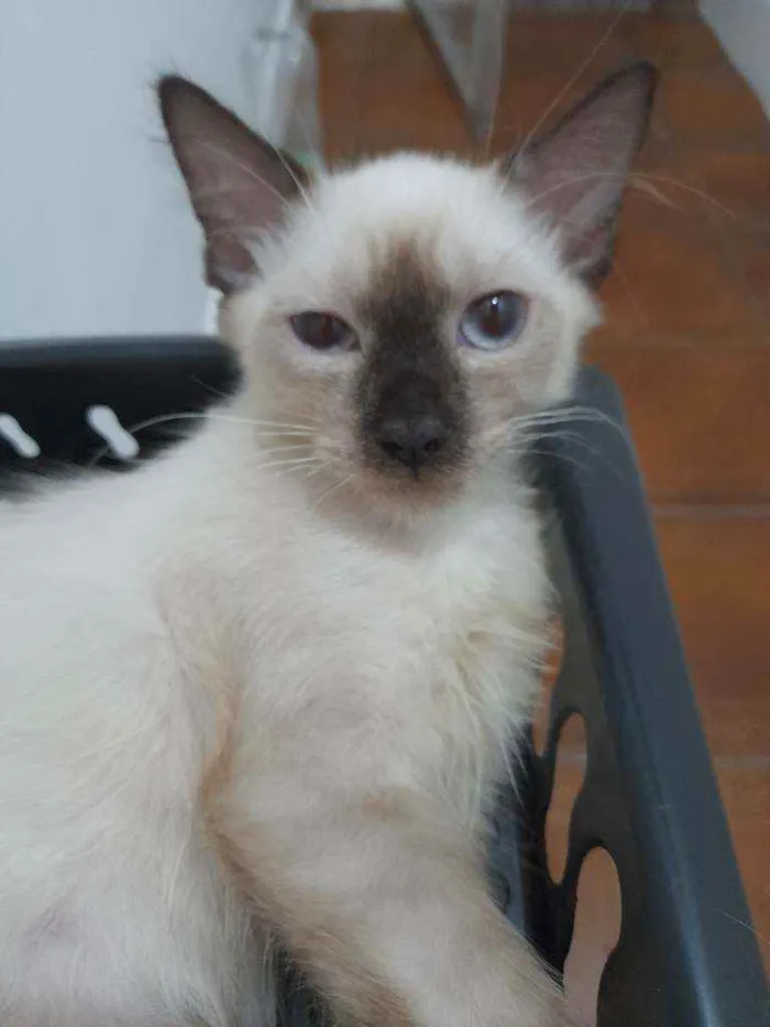 Gato ra a Siamês idade  nome Huguinho