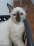 Huguinho