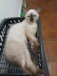Huguinho