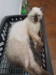 Huguinho