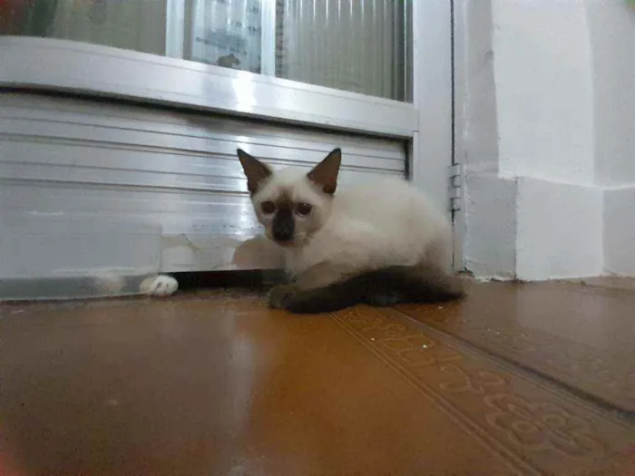 Gato ra a Siamês idade  nome Huguinho