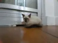 Huguinho