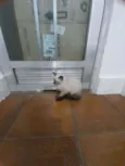Huguinho