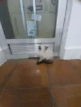 Huguinho