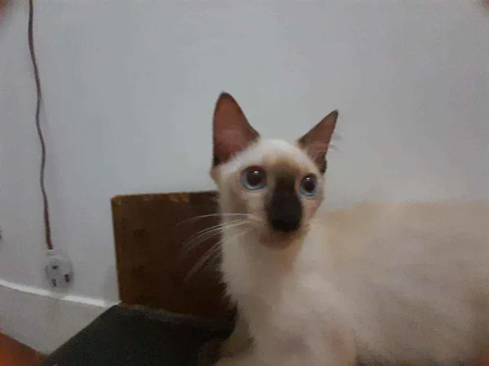 Gato ra a Siamês idade  nome Huguinho