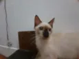 Huguinho