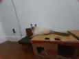 Huguinho