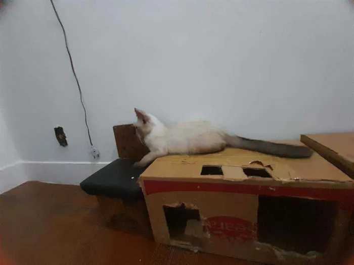 Gato ra a Siamês idade  nome Huguinho