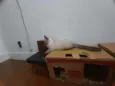 Huguinho