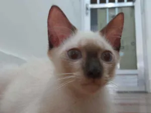 Gato raça Siamês idade  nome Huguinho