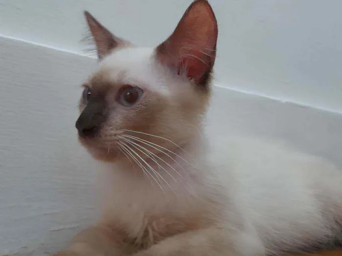 Gato ra a Siamês idade  nome Huguinho