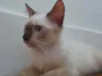 Huguinho