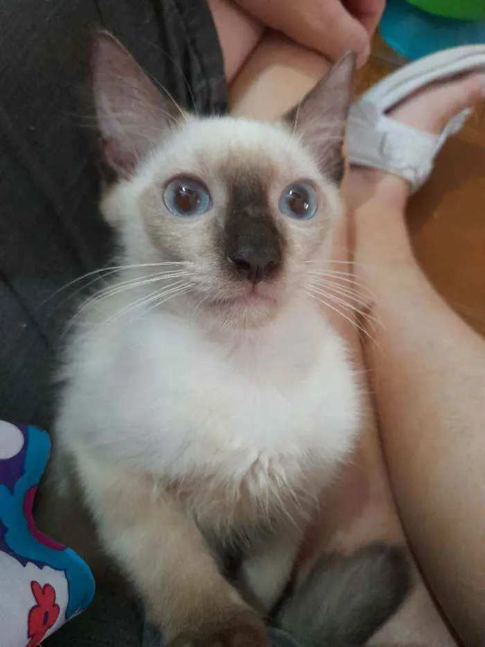 Gato ra a Siamês idade  nome Huguinho