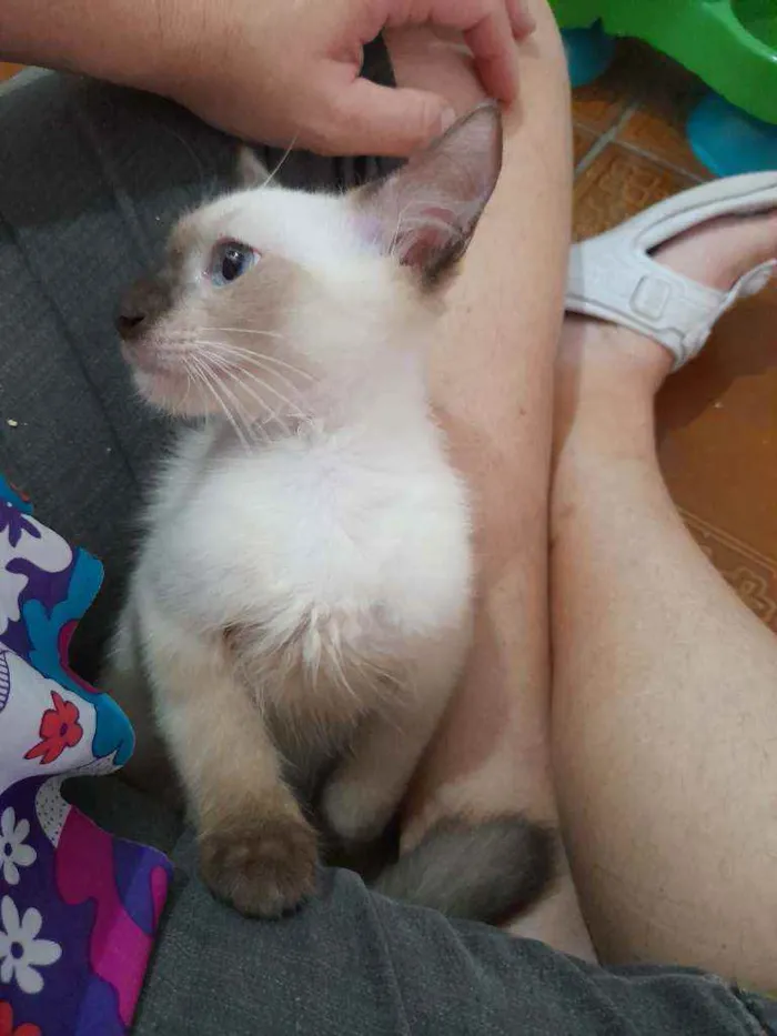 Gato ra a Siamês idade  nome Huguinho