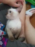 Huguinho