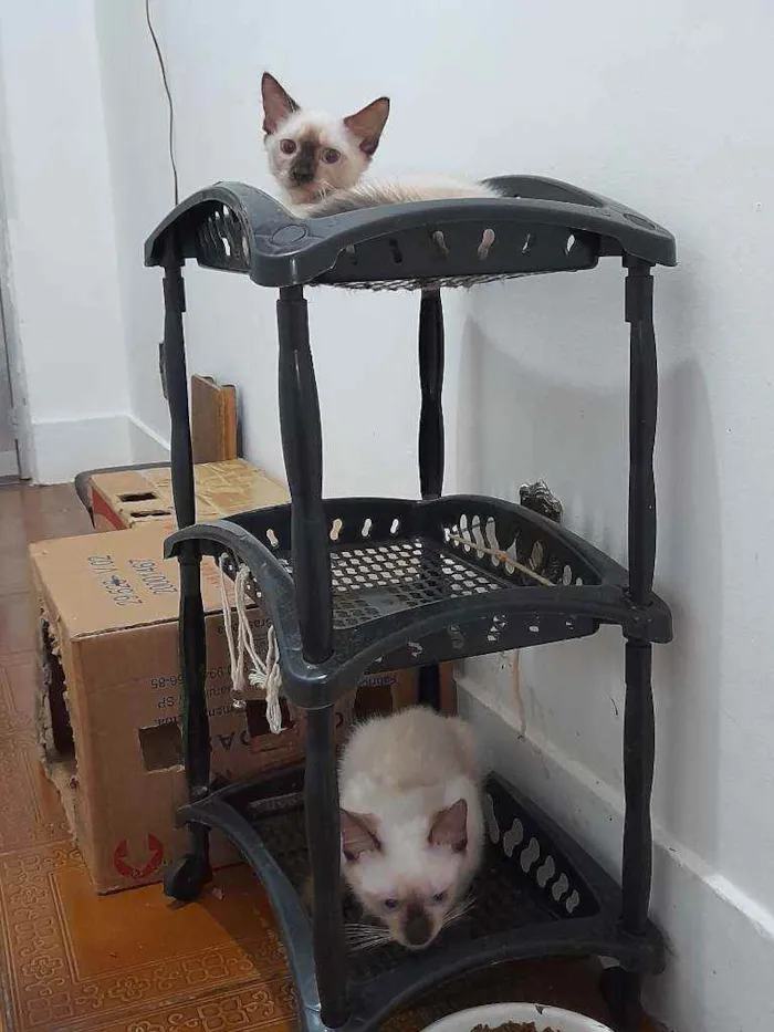 Gato ra a Siamês idade  nome Huguinho